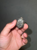 Concentric Diamondback Terrapin 2023 (Malaclemys terrapin)