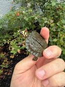 Maracaibo Wood Turtle Babies (Rhinoclemmys diademata)