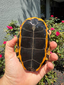 Twist-necked Turtle LTC Female