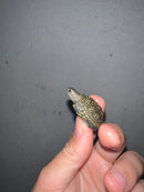 Concentric Diamondback Terrapin 2023 (Malaclemys terrapin)