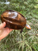 Twist-necked Turtle LTC Female