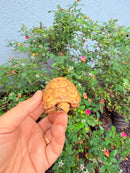 Hypomelanistic Cherryhead Red Foot Tortoise Baby 2026