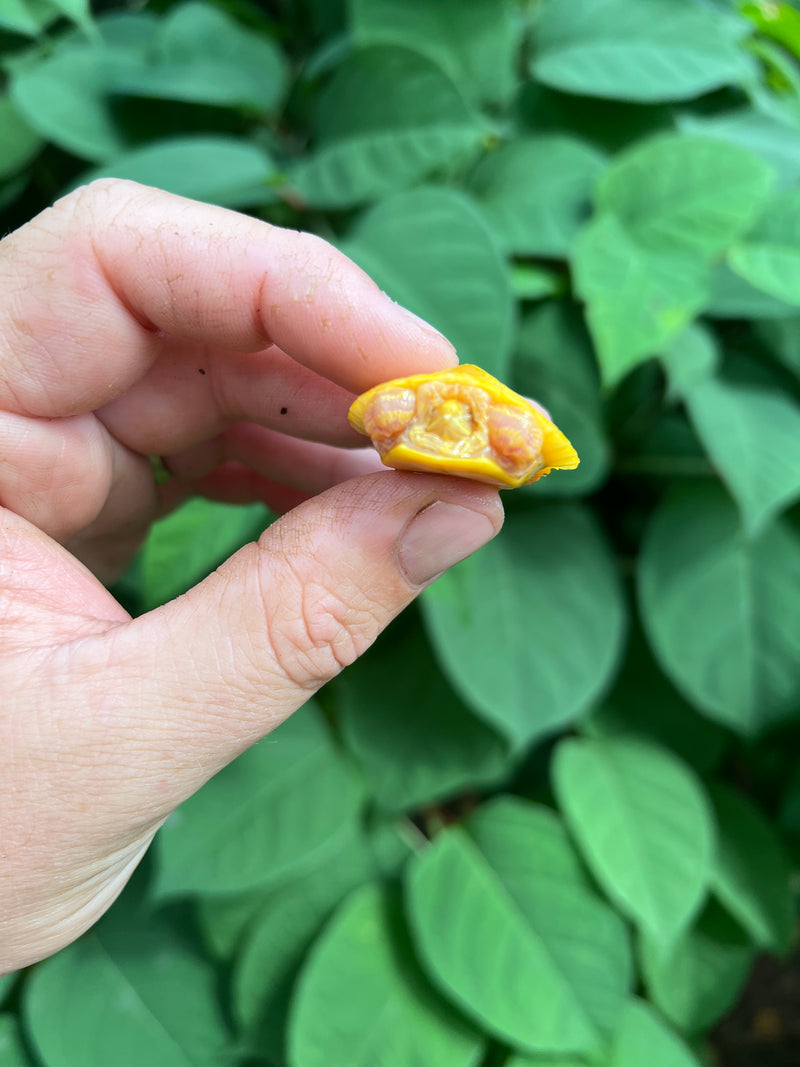 Paradox Albino Red Eared Slider Turtle  2024