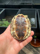 Spot Legged Wood Turtle 2023 CB Baby