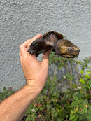 Chinese Big Head Turtle Adult Male