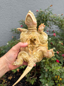 Hypomelanistic Common Snapping Turtle 2024