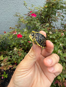 HI YELLOW Florida Box Turtle