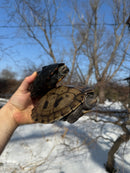 Mississippi Female Map Turtle Adult X Mississippi Diamondback Terrapin Adult Male BREEDING PROJECT