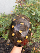 Red Foot Tortoise Adult Female