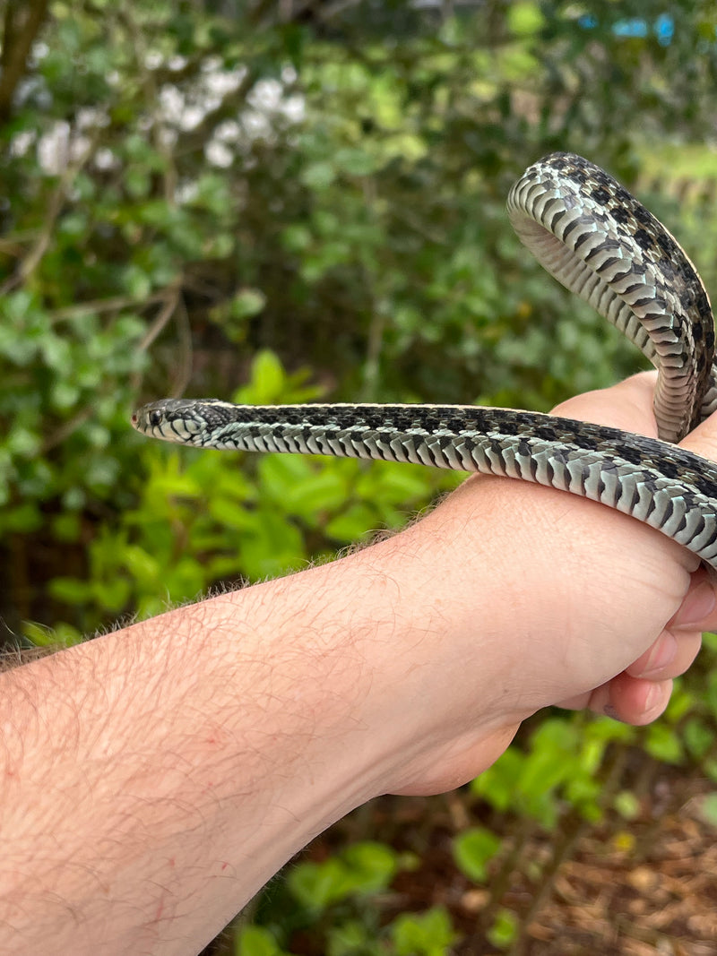 Florida Blue Garter Snake Adult Female