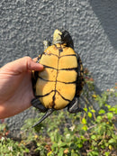 Franco-Italian Pond Turtle Adult Female