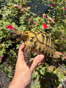 Eastern Hermann's Tortoise Adult Male