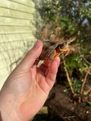 Golden Coin Box Turtle 2023