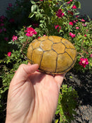 Yellow Mud Turtle Adult Female