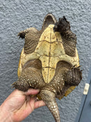 Florida Snapping Turtle Adult Female