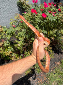 Red Salt Marsh Water Snake Adult Female