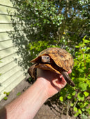 Homes Hinge-back Tortoise Adult Pair