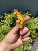 Crimson Red Albino Green Iguana 2026
