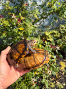 Hypo Yellow Scorpion Mud Turtle Adult Pair