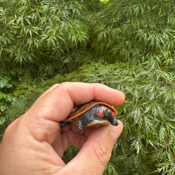 Red-headed Amazon River Turtles For Sale | American Reptile