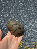 Razor backed Musk Turtle CB Adult Trio