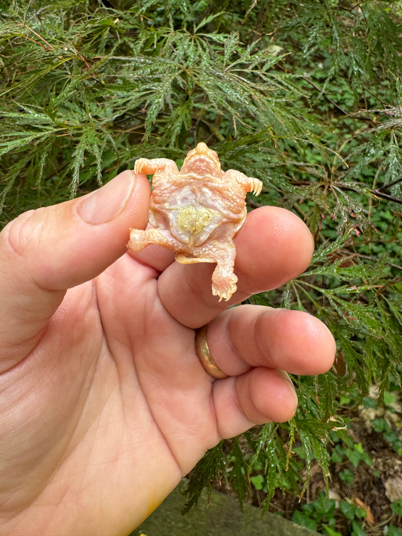 Baby Albino Common Snapping Turtle (DWARF) (Chelydra serpentina)