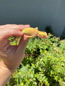 Crimson Red Albino Green Iguana 2026
