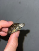 Hi White Concentric Diamondback Terrapin 2023