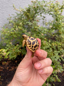 Burmese Star Tortoise 2026