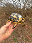 Libyan Greek Tortoise Adult Female