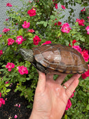 Reeves Turtles Adult Female