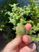 Mitch Clown Red Eared Slider Turtle