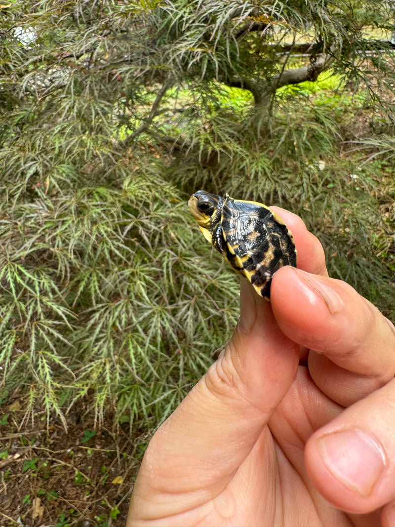 HI YELLOW Florida Box Turtle Baby 2024