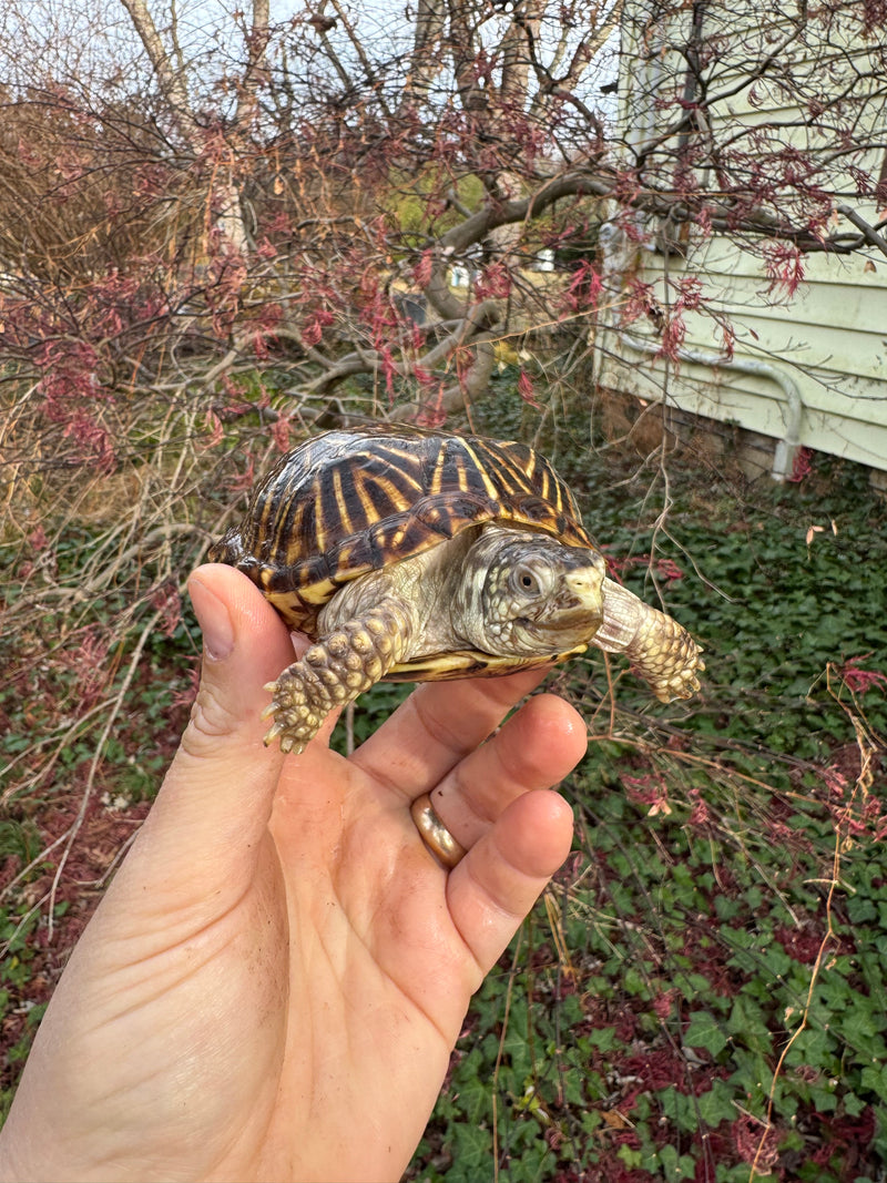 Desert Box Turtle Adult Female CB