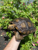 Burmese Brown Mountain Tortoise Female