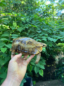 Homes Hinge-back Tortoise Adult Pair