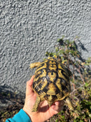 Eastern Hermann's Tortoise Adult Female