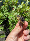 HI YELLOW Florida Box Turtle
