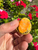 Albino T+ Florida Red Bellied Turtle 2026