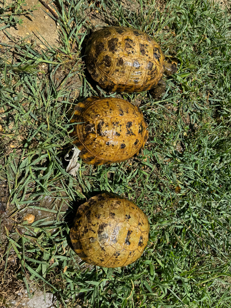 Russian Tortoise Adult Female Group (0.3)   (Testudo horsfieldii)