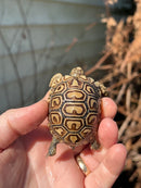 Leopard Tortoise 2024