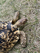 Leopard Tortoise Adult Female