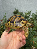 Eastern Hermann's Tortoise Adult Female