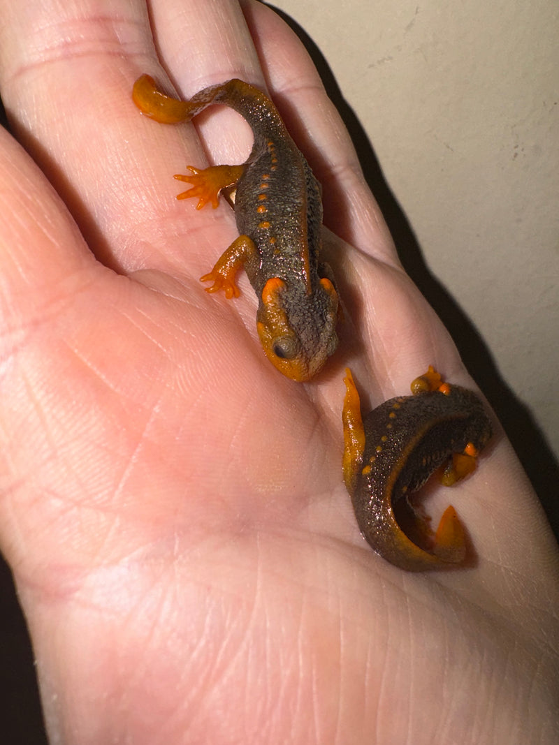 Himalayan Crocodile Newt CB Babies (Tylototriton verrucosus)