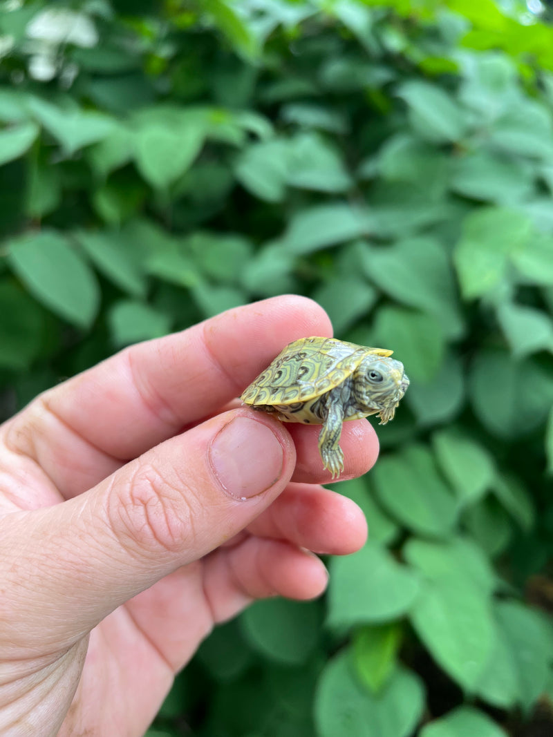 Pastel Clown Red Eared Slider Turtle 2024