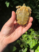 Pancake Tortoise Baby