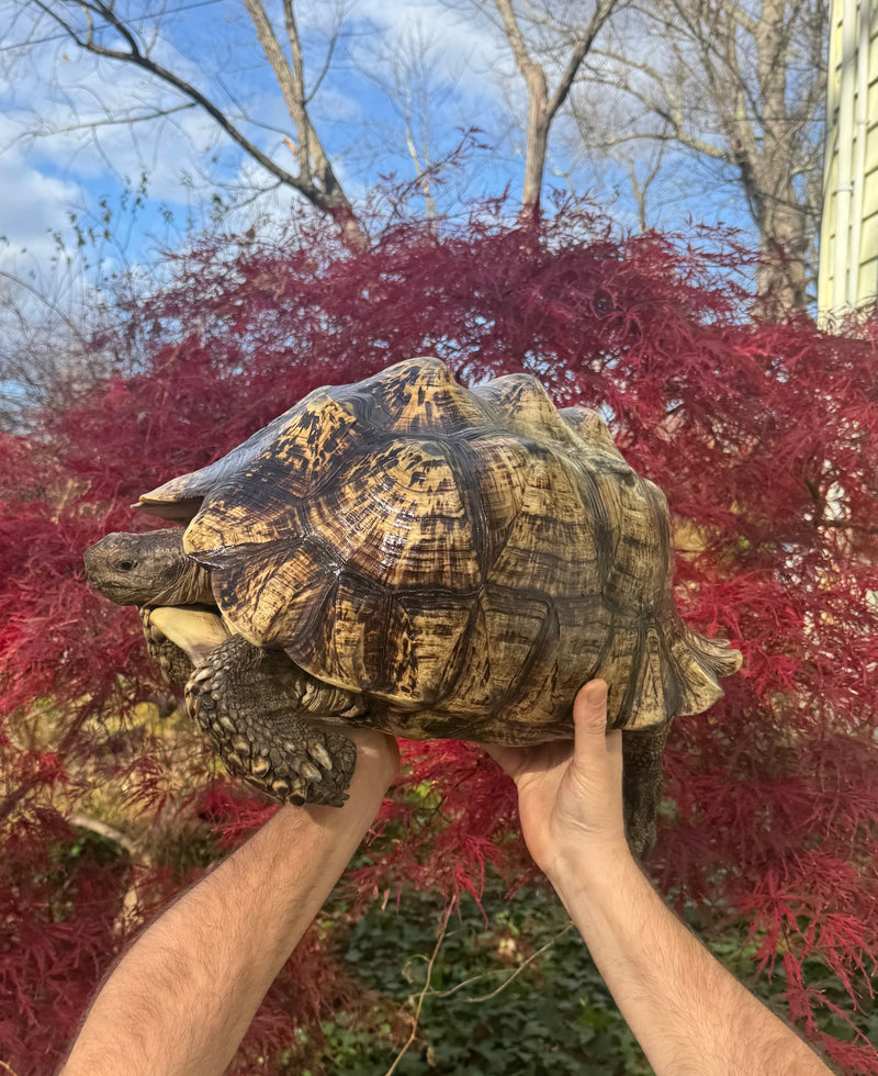 South African Giant Leopard Tortoise Adult Female
