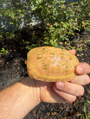 Albino Reeves Turtle Pair