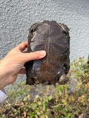Burmese Black Mountain Tortoise Female