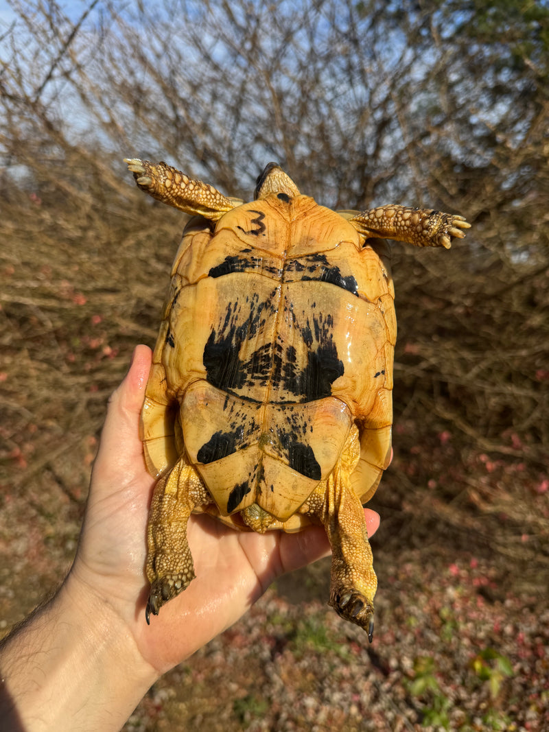 Libyan Greek Tortoise Adult Female